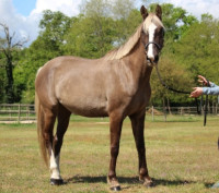 Vente de cheval : Trinity du Plantey
